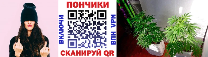 Канабис VHQ  купить наркоту  Сураж 